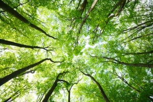 How GIS Helps Environmental Challenges