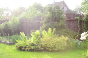 Rain Gardens
