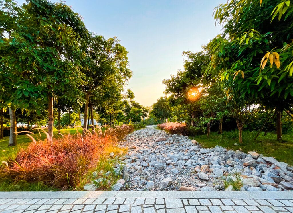 rain garden in the park | sunlight shines through the trees | The dry detention pond 